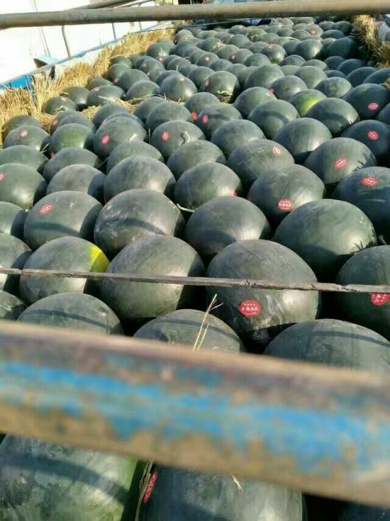 黑皮无籽西瓜10斤打底9成熟1茬