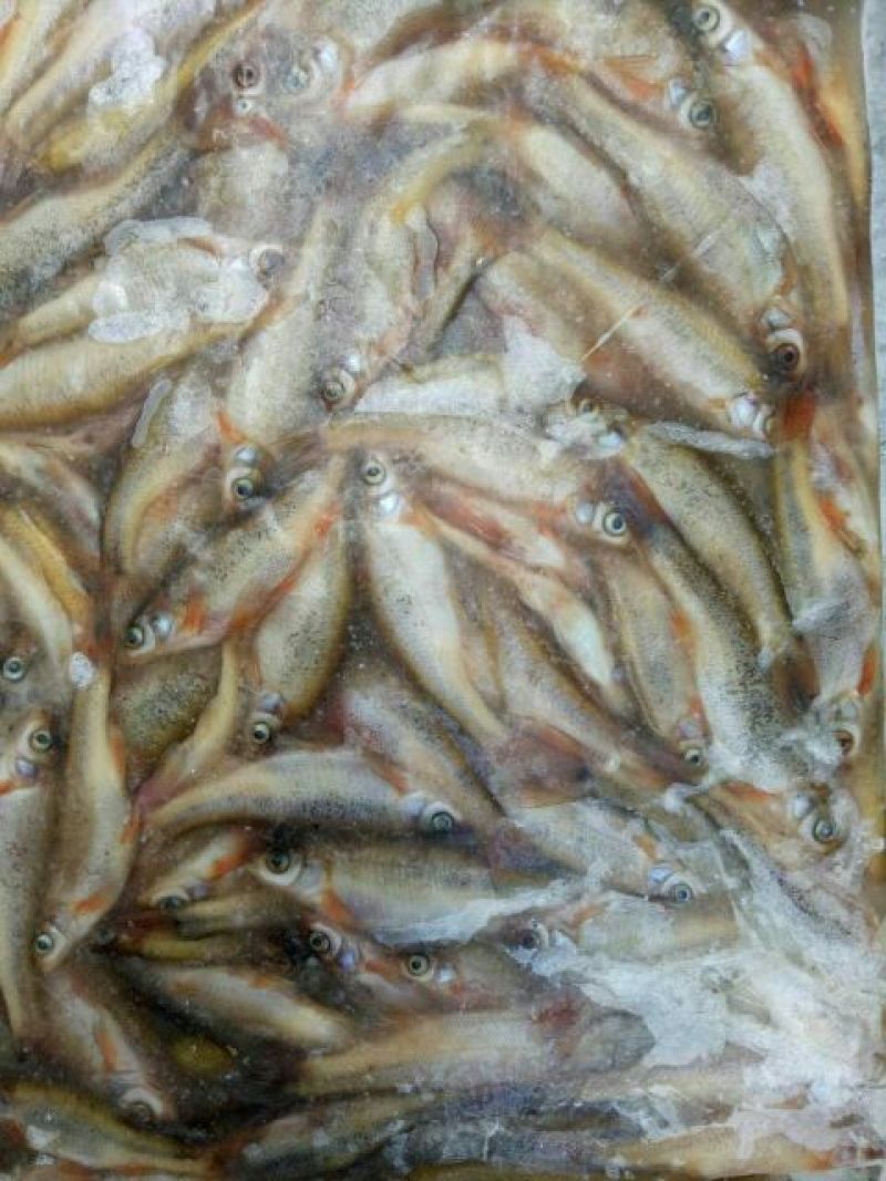 柳根鱼