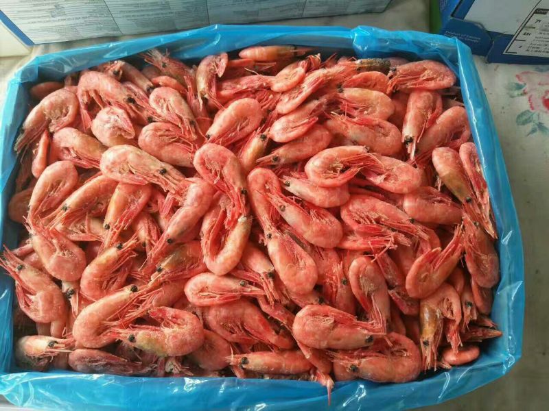 阿根廷红虾L1