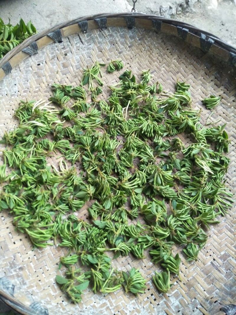 金银花色白花全花蕾