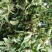 金银花色白花全花蕾