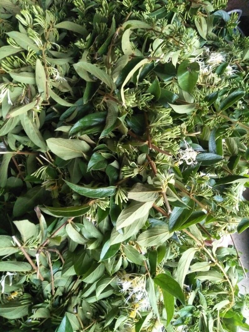 金银花色白花全花蕾