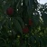 郑二毛桃65mm以上