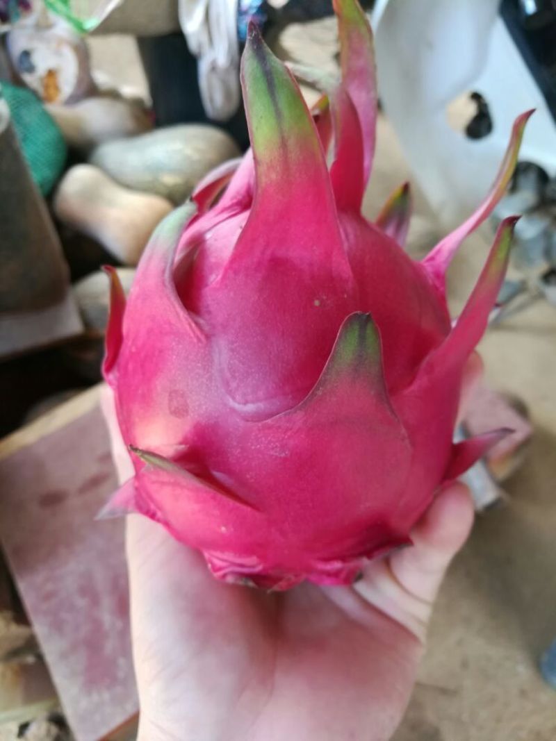 红心火龙果小（5两以下）