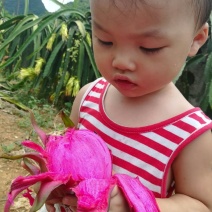 红心火龙果小（5两以下）