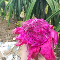 红心火龙果中（5-7两）