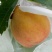 黄桃树苗80cm以上，，，，，，，，，