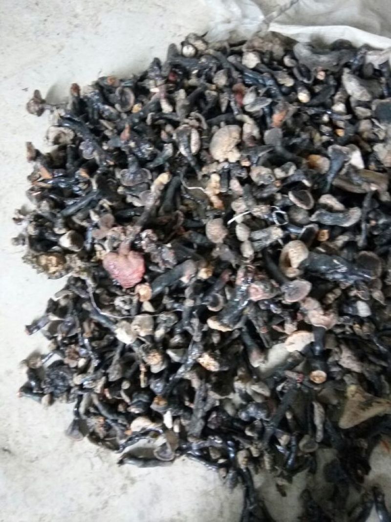 药用灵芝野生黑统