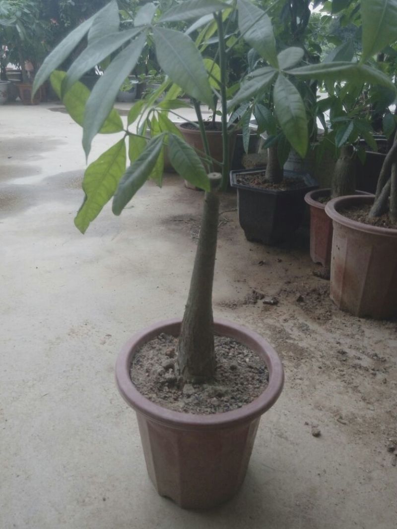 发财树不含盆