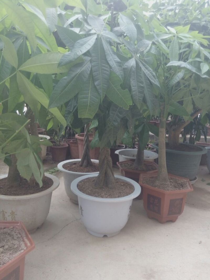 发财树不含盆