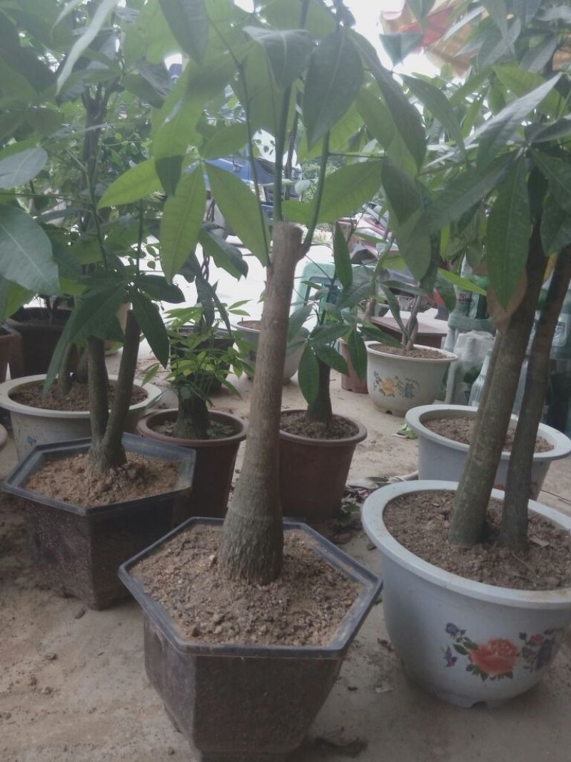发财树不含盆