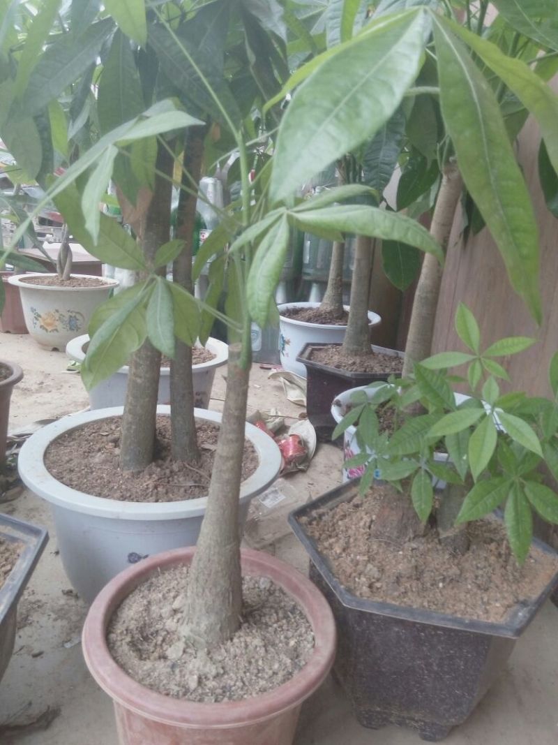 发财树不含盆