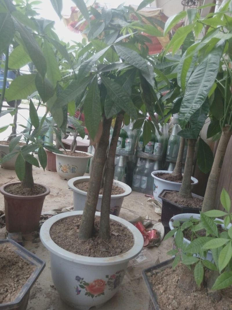 发财树不含盆