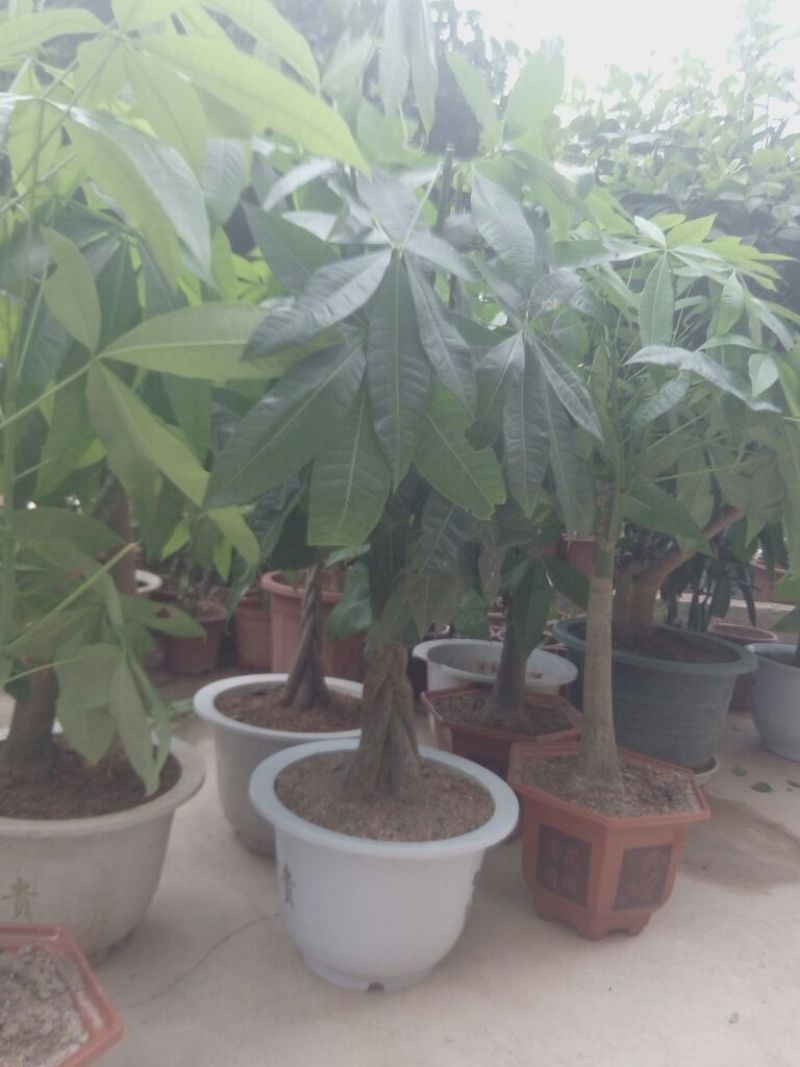 发财树不含盆