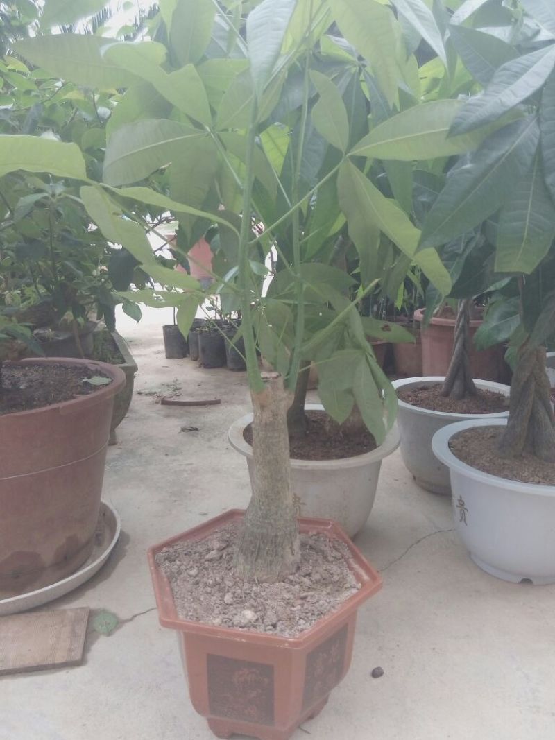 发财树不含盆