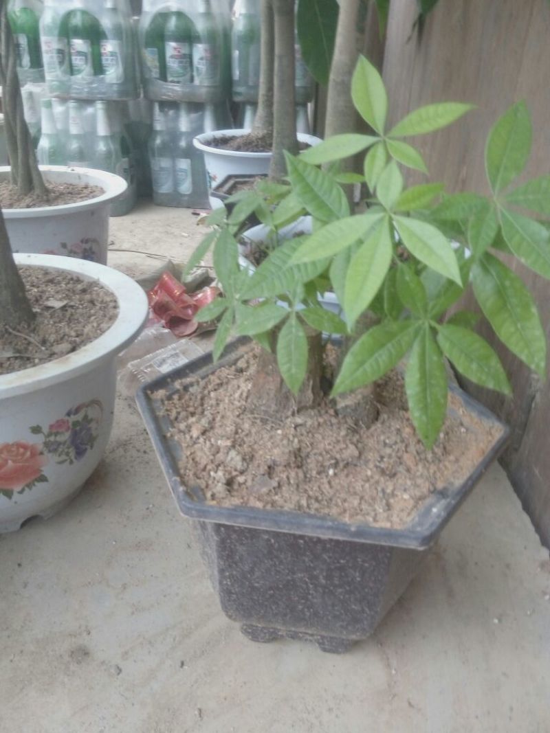 发财树不含盆