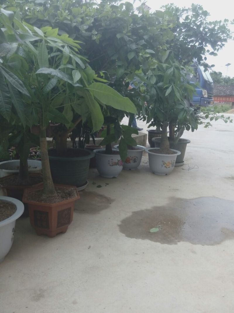 发财树不含盆