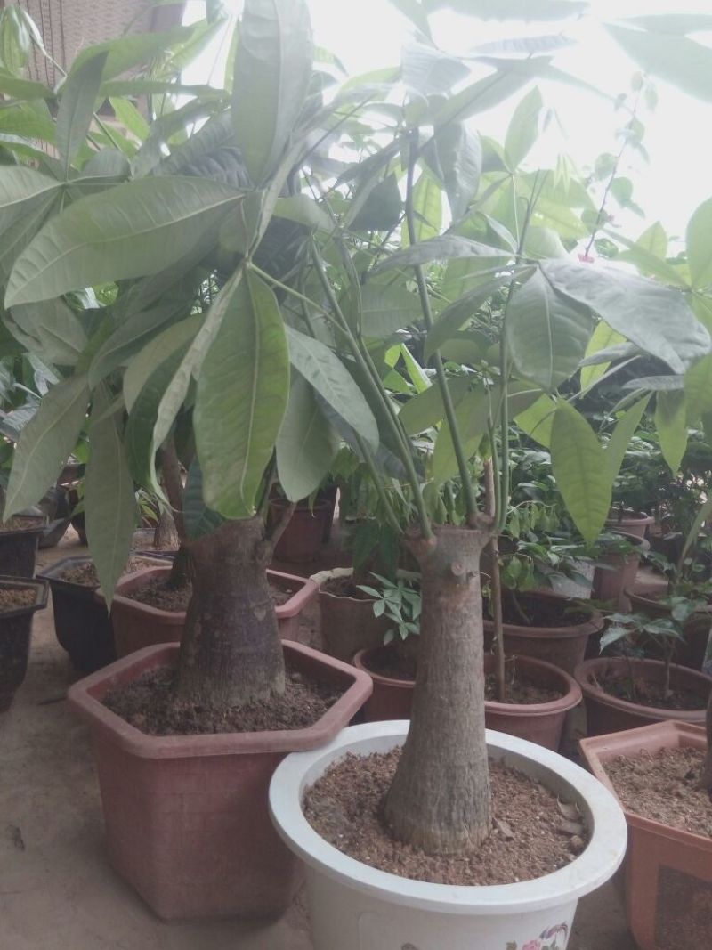 发财树不含盆