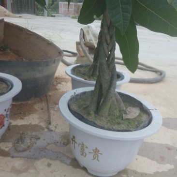 发财树不含盆