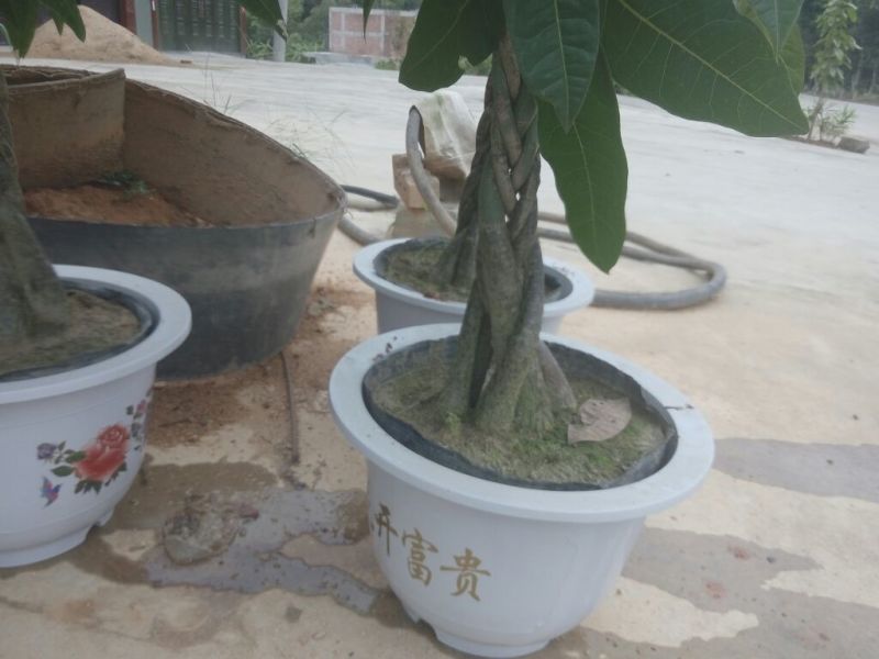 发财树不含盆