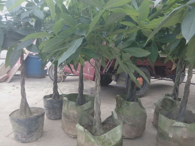 发财树不含盆
