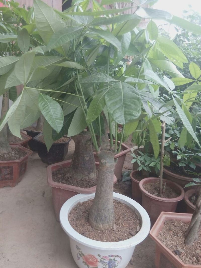 发财树不含盆
