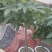 发财树不含盆