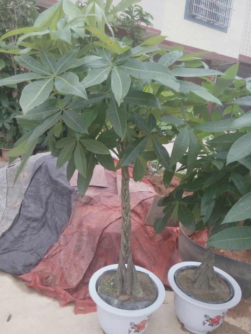 发财树不含盆