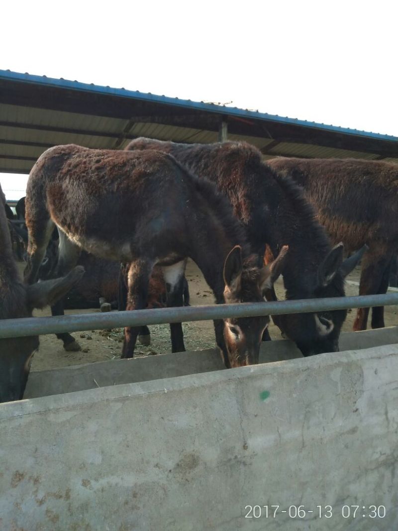 肉驴肉驴养殖德州驴价格乌头驴三粉驴