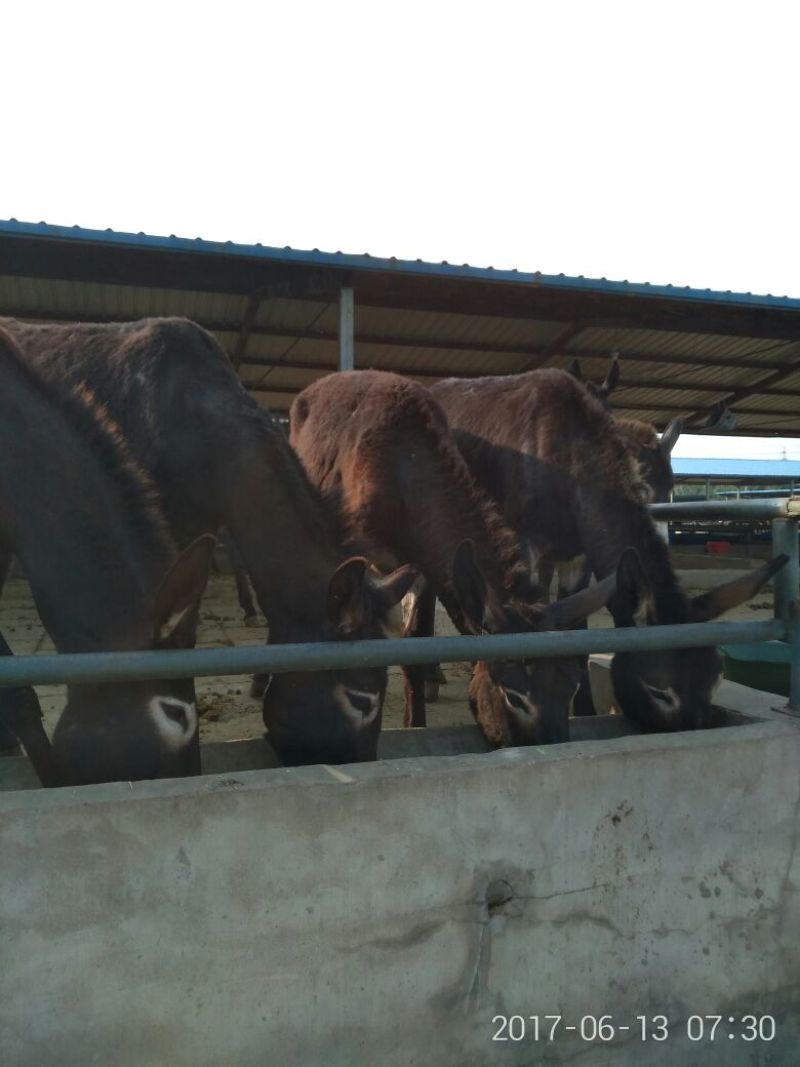 肉驴肉驴养殖德州驴价格乌头驴三粉驴