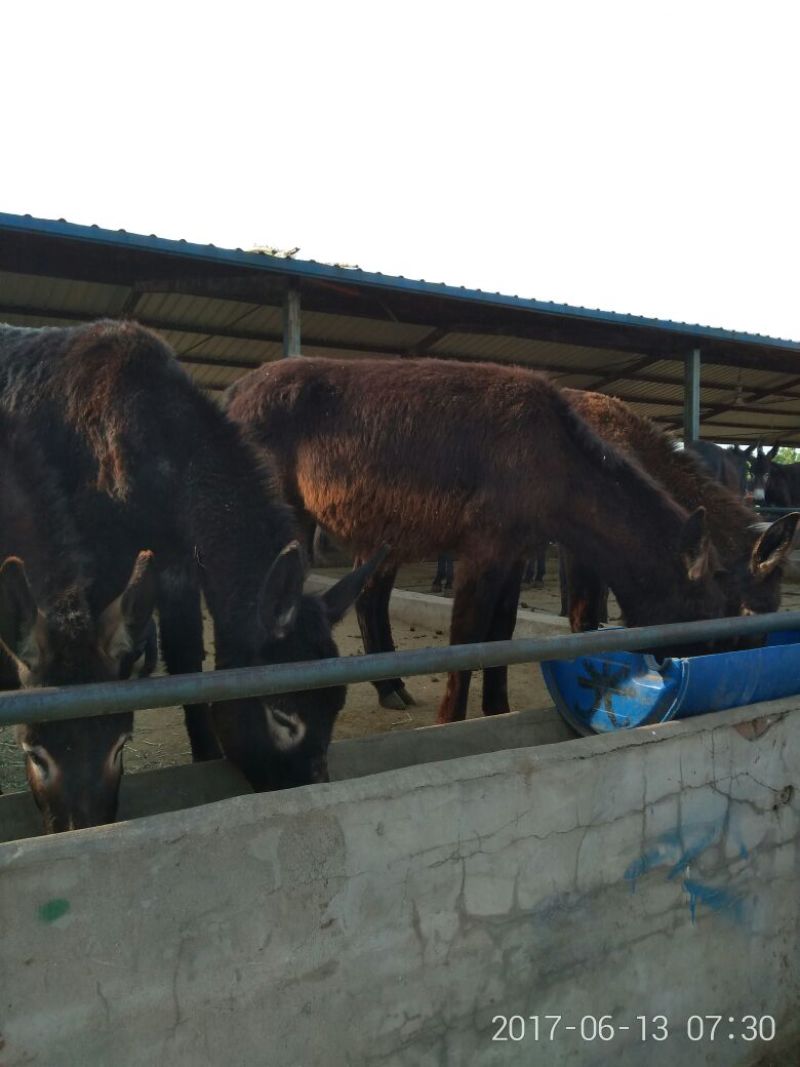 肉驴肉驴养殖德州驴价格乌头驴三粉驴