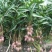 芒果苗1m以下