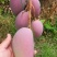 芒果苗1m以下