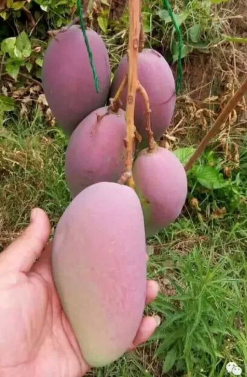 芒果苗1m以下