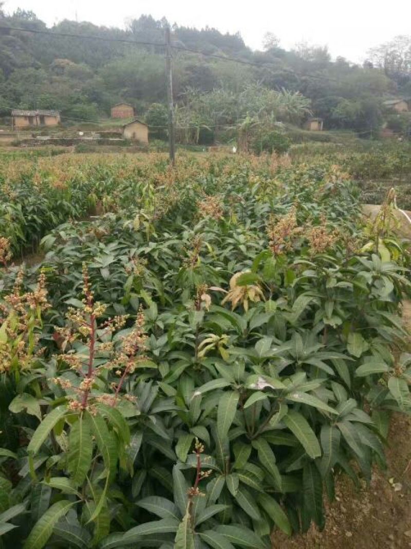 芒果苗1m以下