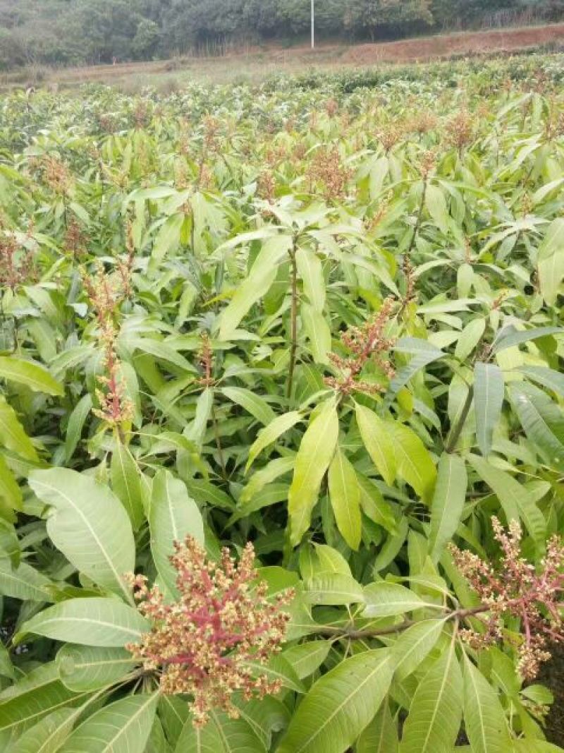 芒果苗1m以下