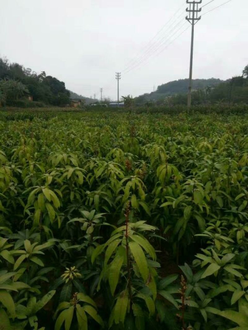 芒果苗1m以下