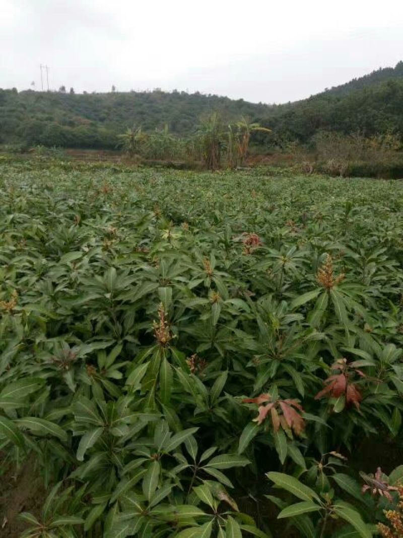 芒果苗1m以下