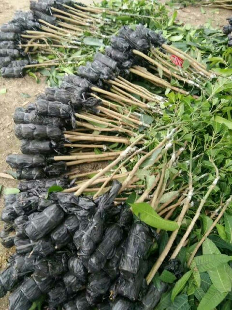 芒果苗1m以下