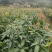 芒果苗1m以下