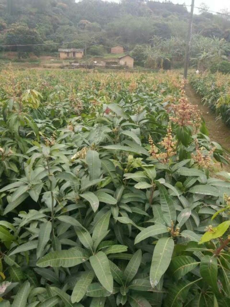 芒果苗1m以下