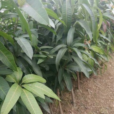 芒果苗1m以下