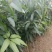 芒果苗1m以下