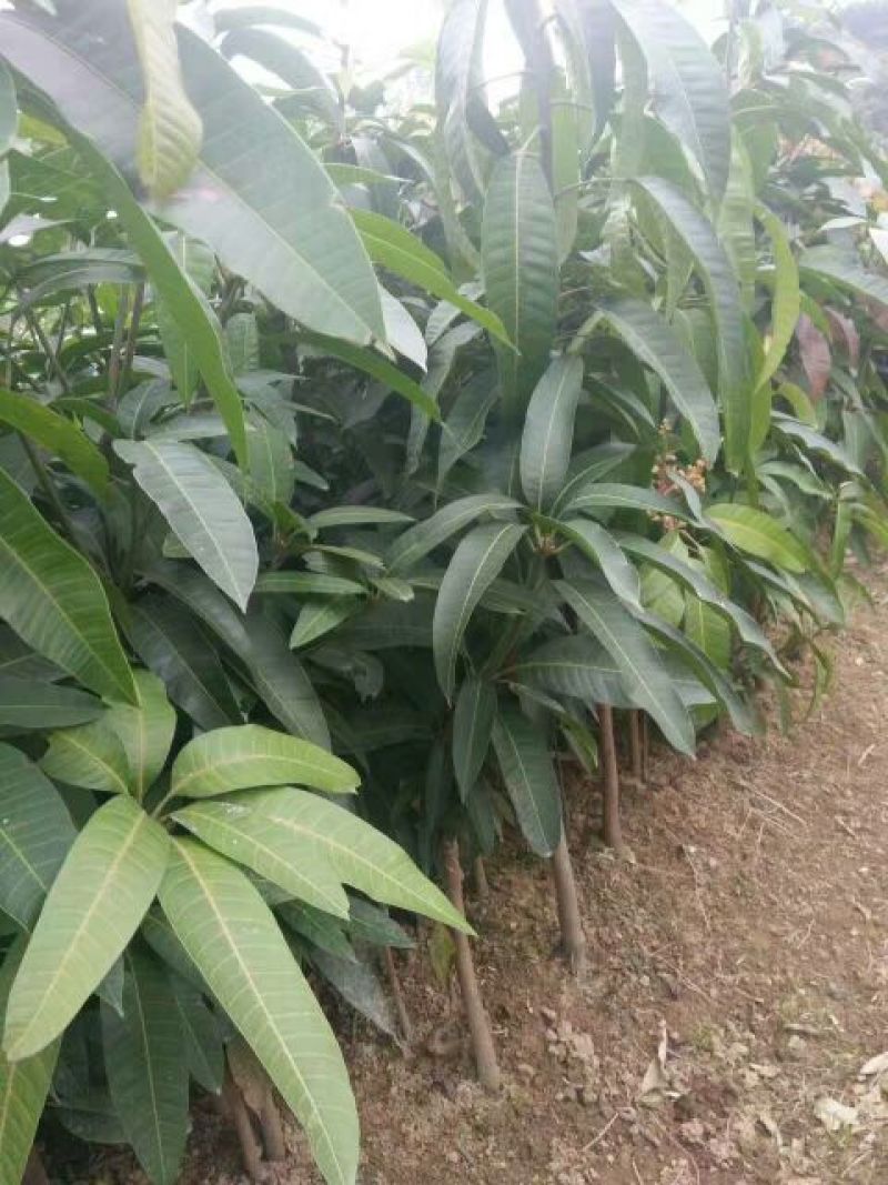 芒果苗1m以下