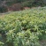 芒果苗1m以下