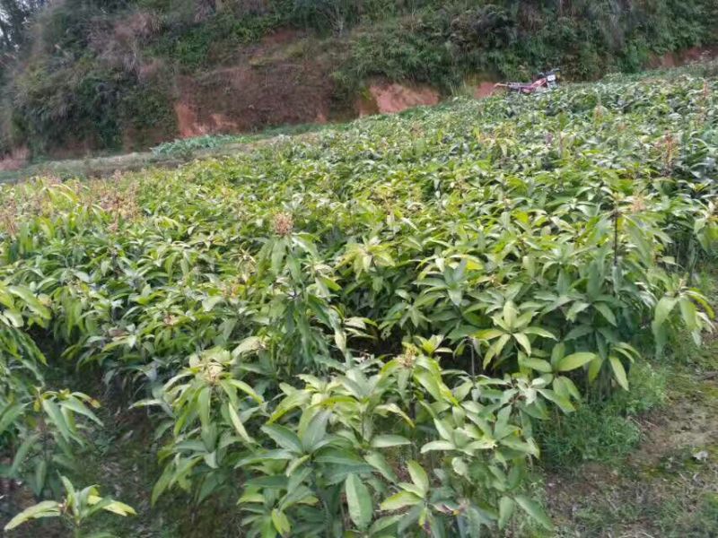 芒果苗1m以下