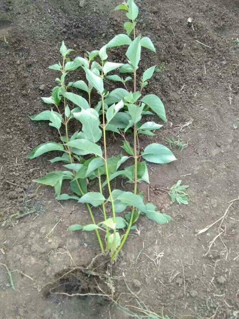 江苏宿迁红瑞木高度30-80高床苗10-20高度