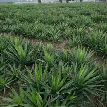 凤尾兰价格江苏凤尾兰苗圃直销