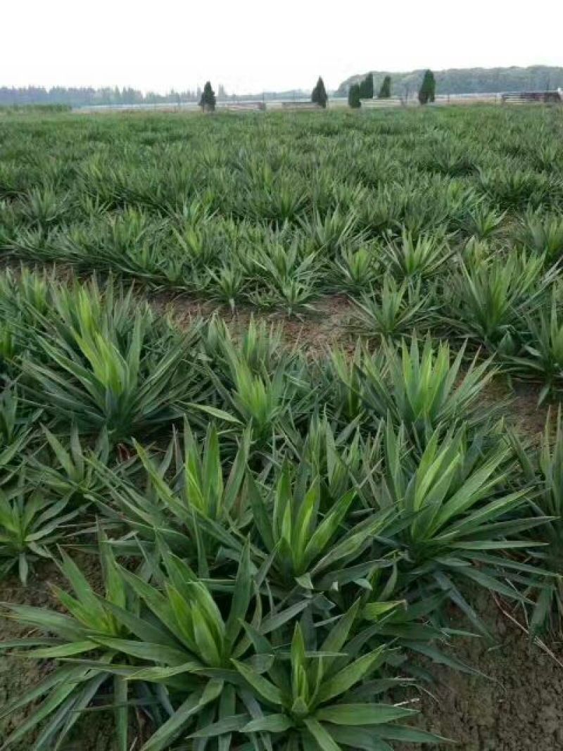 凤尾兰价格江苏凤尾兰苗圃直销