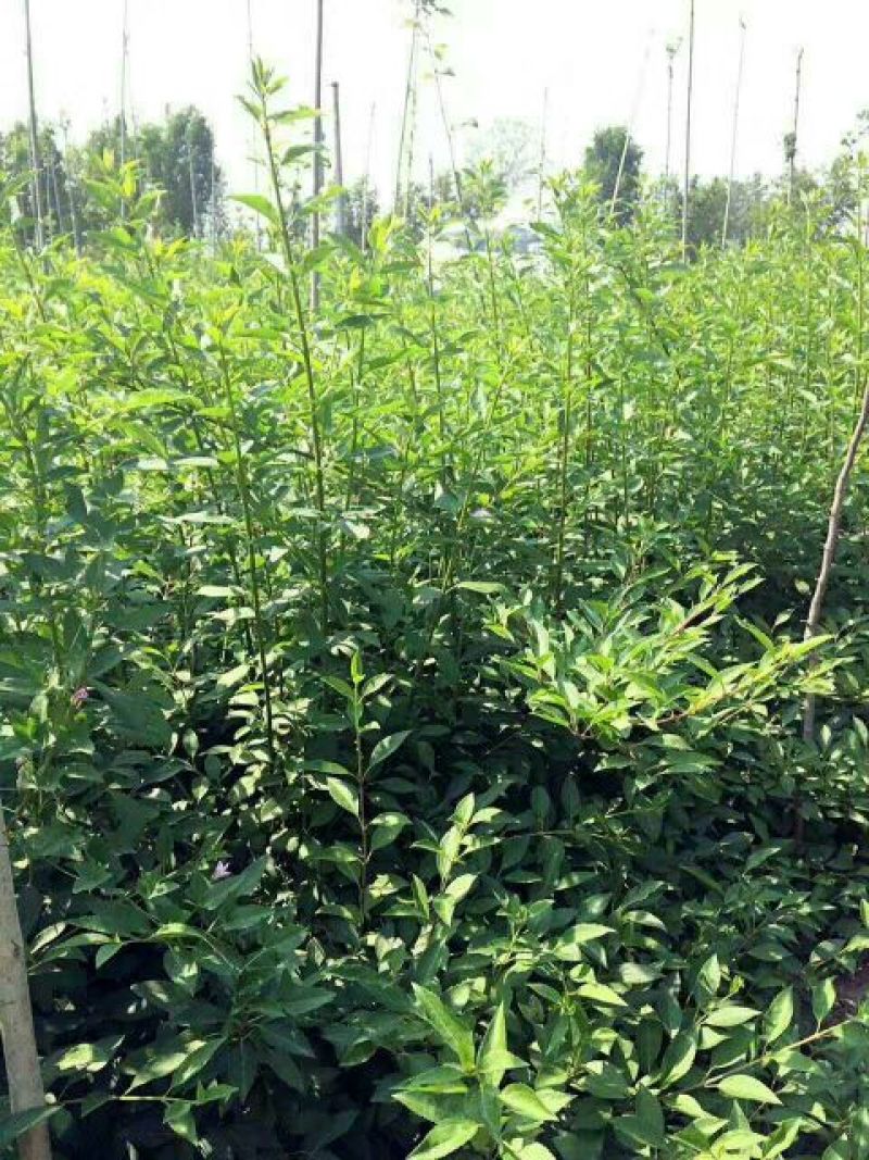 连翘苗圃直销量大从优无中介